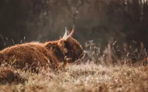 Jak Zrenovovat Starý Nábytek