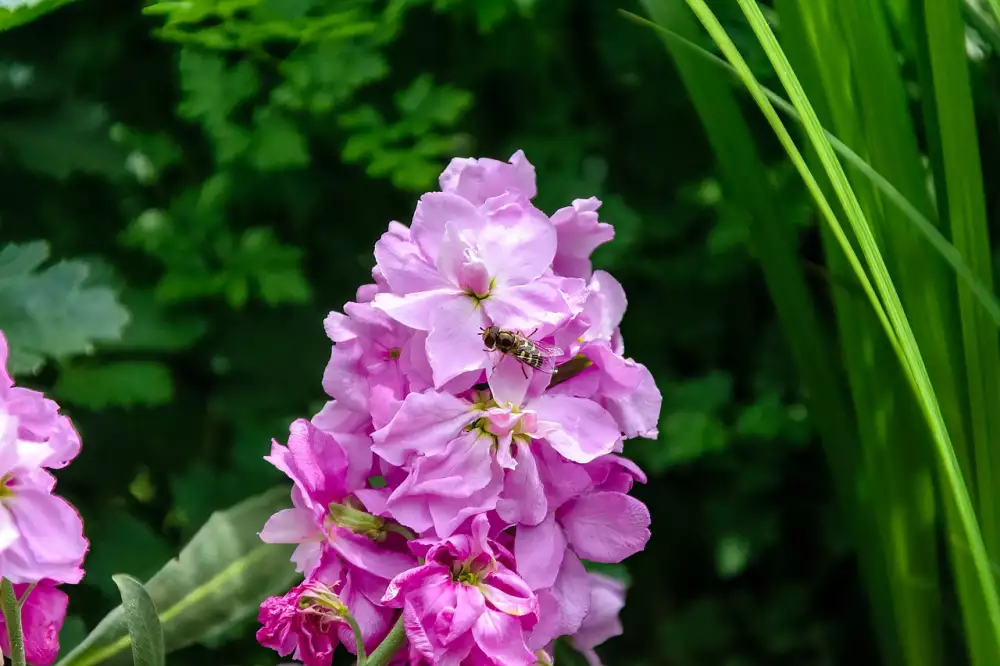 Matthiola Incana